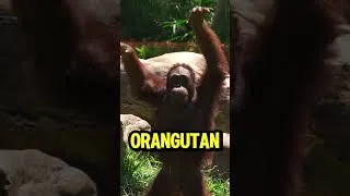 Thumbnail: The ORANGUTAN said THIS about the 1 GORILLA v 100 MEN DEBATE! #satire #news #breaking