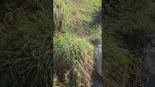 Thumbnail: touching grass