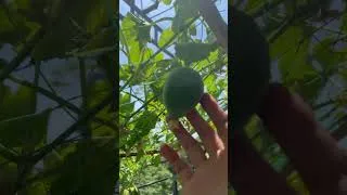 Thumbnail: Growing melons in plastic bottles with lots of fruit is easier than you think