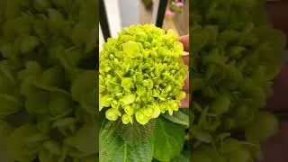 Thumbnail: Roses and hydrangeas bloomed on the balcony #flower #garden #rose #bancony