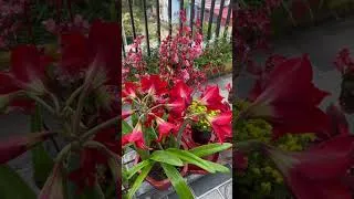 Thumbnail: My balcony, full of flowers and sunshine