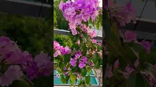 Thumbnail: Flowers are beautiful and bring good luck and health to the family