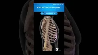Thumbnail: #quiz #biologyexam #anatomyquiz #medicalquiz #skeletalsystem