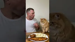 Thumbnail: OMG What's Wrong With My Cat!