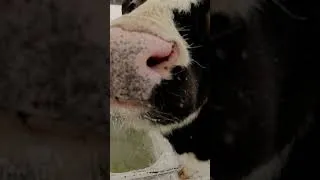 Thumbnail: SAYING HI TO THE COWS!
