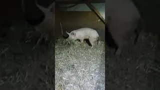 Thumbnail: WHAT A PORKA!