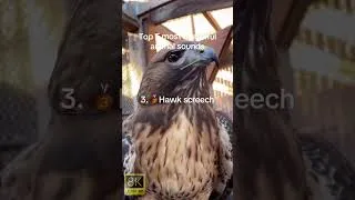 Thumbnail: MOST BEAUTIFUL ANIMAL SOUNDS #animals