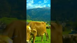 Thumbnail: Nature's Paradise: A Glimpse of Switzerland 🇨🇭 #travel #beautifuldestinations #nature #8k