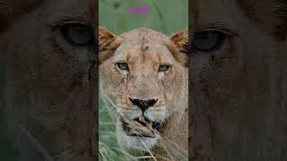 Thumbnail: AFRICAN ANIMALS 8K HDR #8k