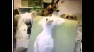 Thumbnail: Turn down for what dog vine