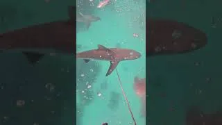Thumbnail: Shark Frenzy Steals My Fish