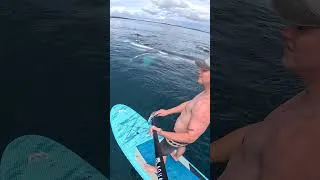 Thumbnail: Paddle Boarding With Whales
