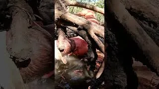 Thumbnail: GIANT MUDCRAB Caught In Murky Hole