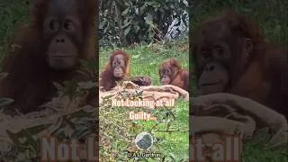Thumbnail: Secret Orangutan Meeting in Progress