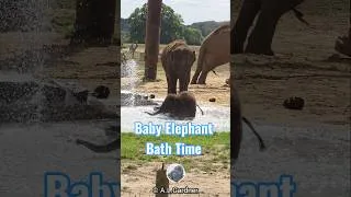 Thumbnail: Baby Elephant, Anu, Plays in the Bath