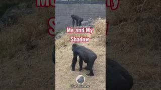 Thumbnail: Gorilla Asante Shadowing Aarde