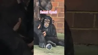 Thumbnail: Adorable Chimp Cyndi