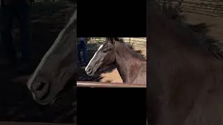 Thumbnail: WATCH THIS! How Horses Really Gallop