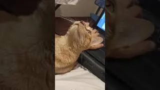 Thumbnail: My cat and her moles vibin to Cyberdoom2666