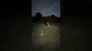 Thumbnail: Training wild animals with classical conditioning