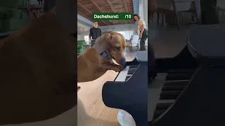 Thumbnail: Rating the top dog breeds as musicians.