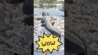 Thumbnail: KIDS! 🐊REAL ALLIGATORS right in front of us! 😲 #gatorencounter #viral #shorts