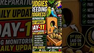 Thumbnail: 🐦 Budgie Breeding Progress – Day 11 🥚Day 10 par hamare Budgie pair ne 1st egg lay kiya ❤️🎉