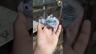 Thumbnail: Patch less charcoal cocktail hand feeding chicks Available For sale #birds #tranding #birds #shots