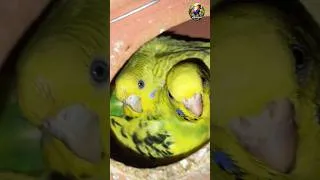 Thumbnail: Do female ne ek hi matki me diye eggs #birds #tranding #delhipetshop #gurugram #shorts