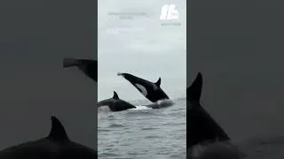 Thumbnail: Orcas hunting dolphins in Monterey Bay