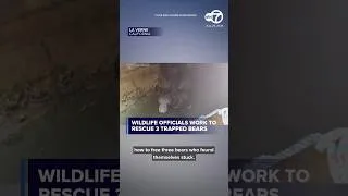 Thumbnail: Wildlife officials work to free three trapped bears in La Verne