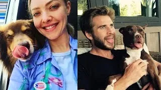 Thumbnail: Celebrities who adopt pets and support #AdoptDontShop