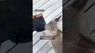 Thumbnail: Cat Steals Neighborhood Underwear #DrAnn #Nature #Science