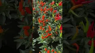 Thumbnail: UK Malayalis ഈ Nursery Shop കണ്ടില്ലെങ്കിൽ നഷ്ടം Best Prices Guaranteed #UKMalayali #YouTubeShorts