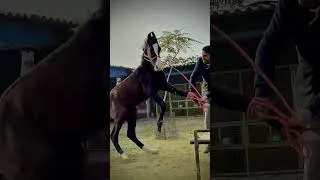 Thumbnail: It’s just a trailer 🔥 #shorts | Abhinav Hoon