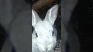 Thumbnail: Cute Baby Rabbit #wildlife #wildlifeentertainment #rabbit #trailcamera #animals #cuteanimals