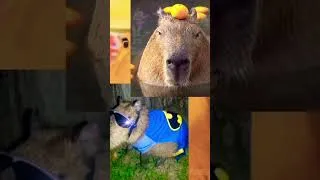 Thumbnail: Capybara capybara capybara😆😆😆😆😆🤣🤣🤣🤣 #capybara #memes #funny #humor