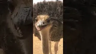 Thumbnail: Very hungry bird!