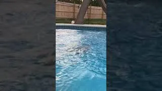 Thumbnail: Dami Jumps In Pool In Slo-Mo