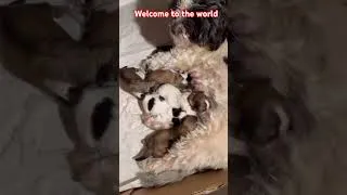Thumbnail: New fur babies
