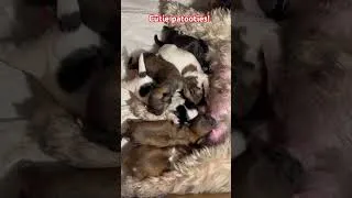 Thumbnail: New born fur babies