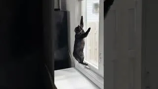 Thumbnail: Cat sees a Squirrel while I talk about AI