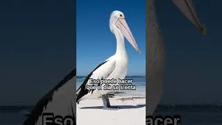 Thumbnail: Strahan sin adivinar: caminatas, barcos y qué preguntar