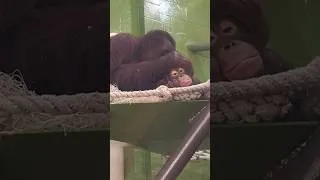 Thumbnail: Momma chimp grooms her adorable baby chimp #kansascityzoo #cuteanimals #animallovers #adorable