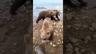 Thumbnail: "No, Bear!" Baby Bear Nibbles Fisherman's Foot!