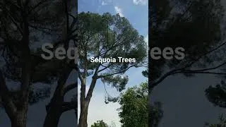 Thumbnail: Sequoia Trees