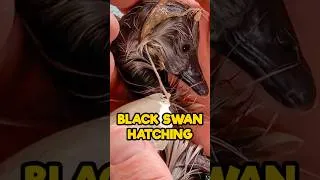 Thumbnail: Black Swan Hatching