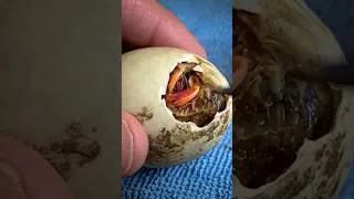 Thumbnail: Never help an Egg hatch