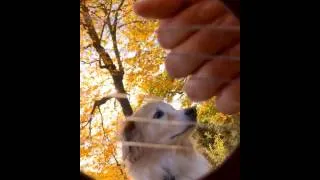 Thumbnail: Good Riddance (Time of Your Life) by Green Day from Inside a Guitar