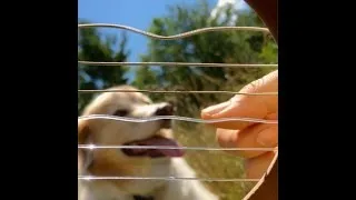 Thumbnail: Jamming From Inside a Guitar w/ Maple The Pup